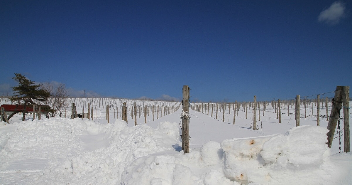 北海道のワインがすごい！