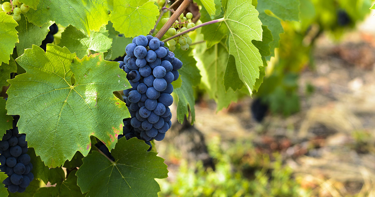 11/16ボジョレー・ヌーヴォー解禁！ 各国の新酒にも注目！