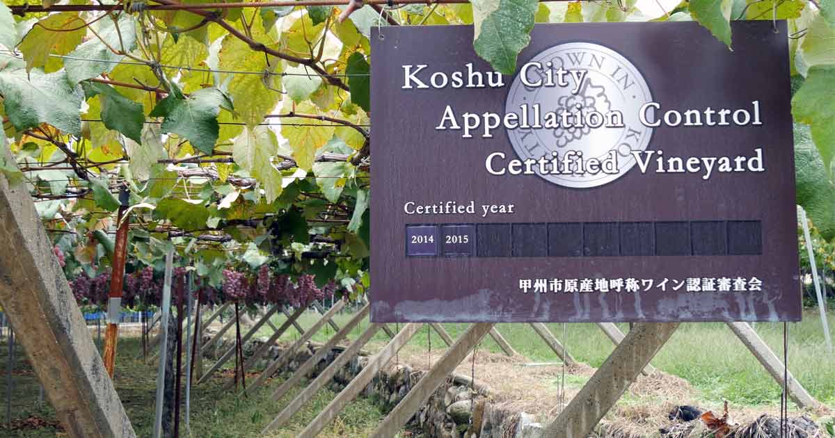 盛り上がる日本ワイン、甲州葡萄No.1 ワイナリーを目指す「盛田甲州ワイナリー」を訪ねました。