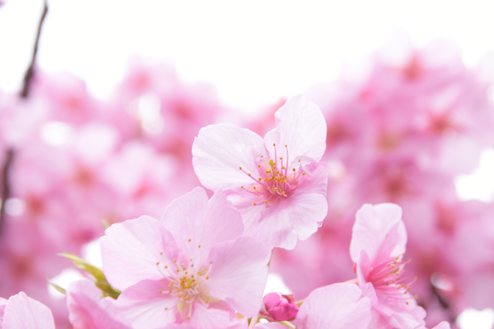 メインビジュアル：春の日本酒。ピンクのラベルの競演！