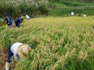【名水かけ流しの棚田】