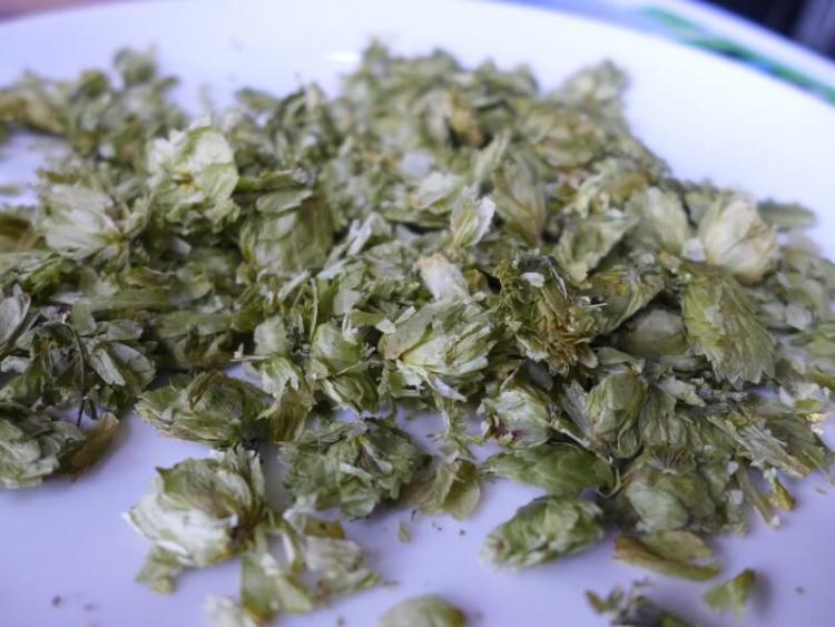 ホップには苦みの強いビターホップ、香りがたつアロマホップと大きく2タイプ