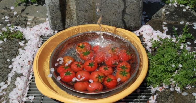 そのままでも焼いてもおいしいトマト