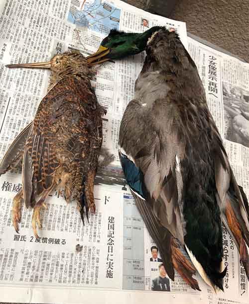 ヤマシギとマガモ