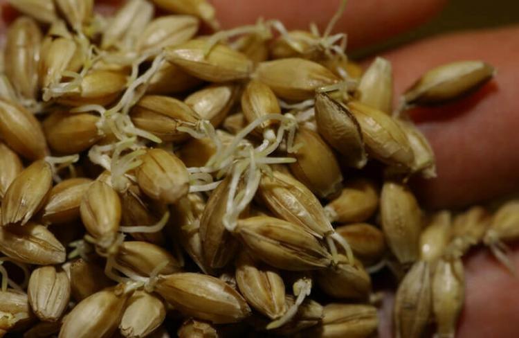 ▲発芽した大麦を熱風で乾燥させてモルトが出来上がる