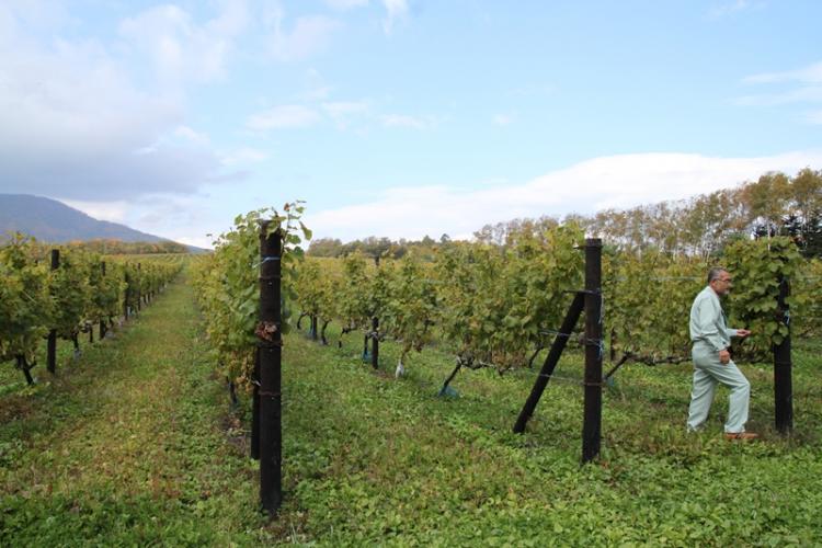 鶴沼ワイナリー