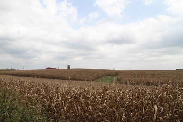 道の両サイドにコーン畑が広がる。すでに葉は枯れている