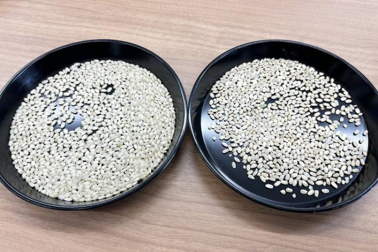 左が粒の揃った健全な山田錦。右は未熟粒や胴割粒など被害粒の混じったもの