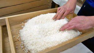 麹カビ菌に菌糸をのばさせます